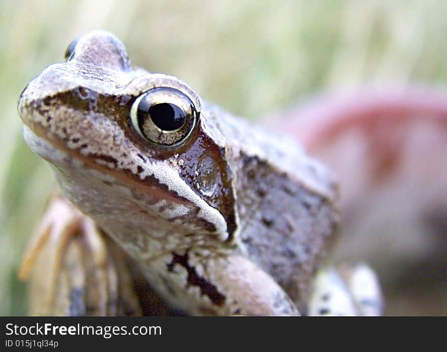 Frog, macro isolated with focus on eye.