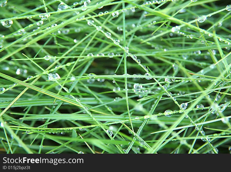 Green grass with raindrops background