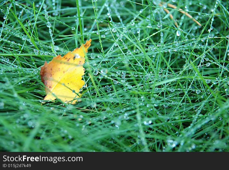 Green grass with raindrops background