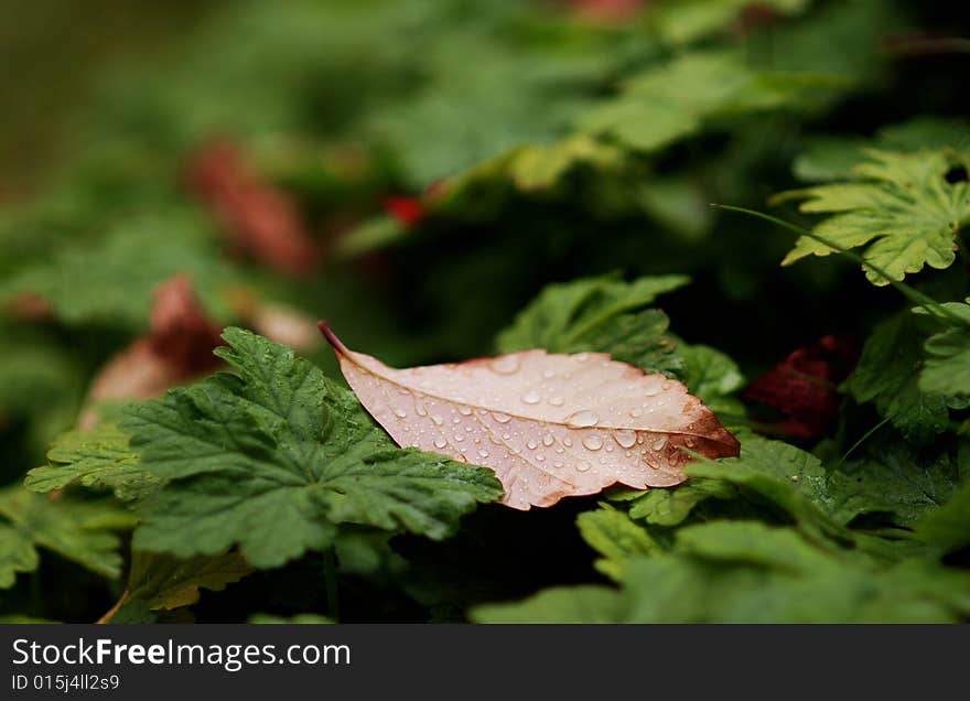 Autumn fall with rain drops, shallow DOF, focus on the leaves. Autumn fall with rain drops, shallow DOF, focus on the leaves