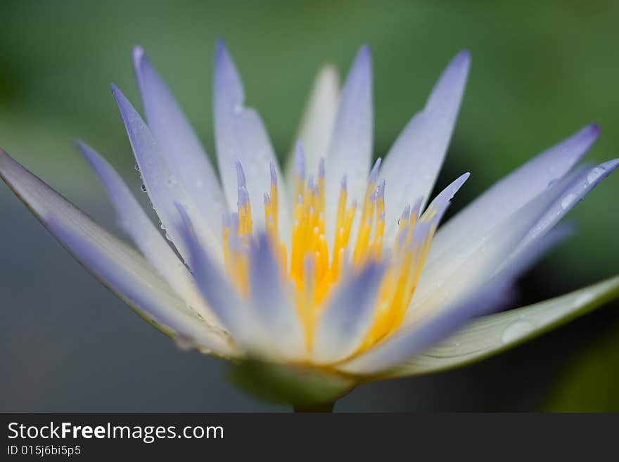 Whitish blue lili