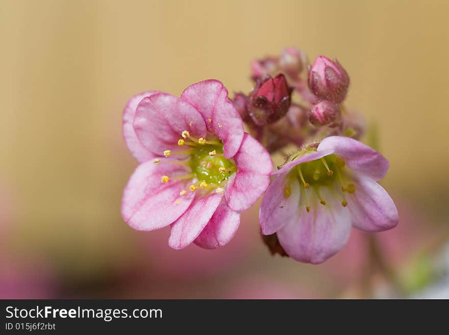 Two small light pink flowers on light background. Two small light pink flowers on light background