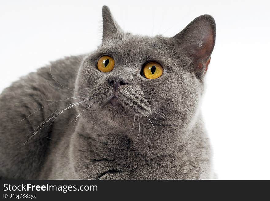 Dark gray cat