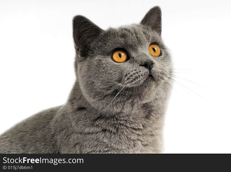 Dark gray cat