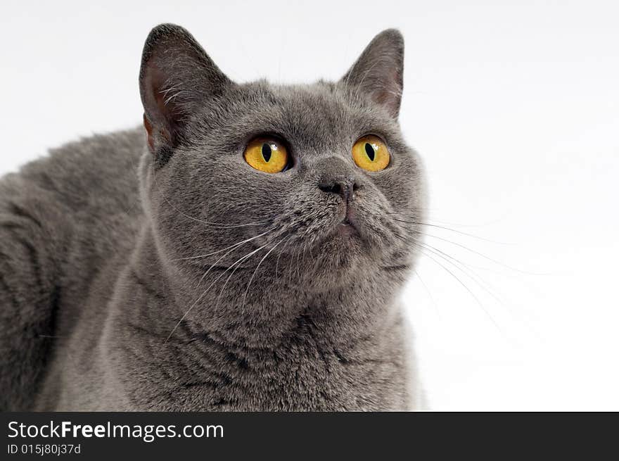 Dark gray cat