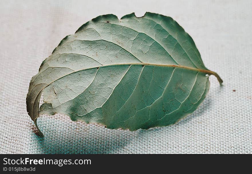 Dryed laurel leaf on the flax. Narrow depth of field. Dryed laurel leaf on the flax. Narrow depth of field.