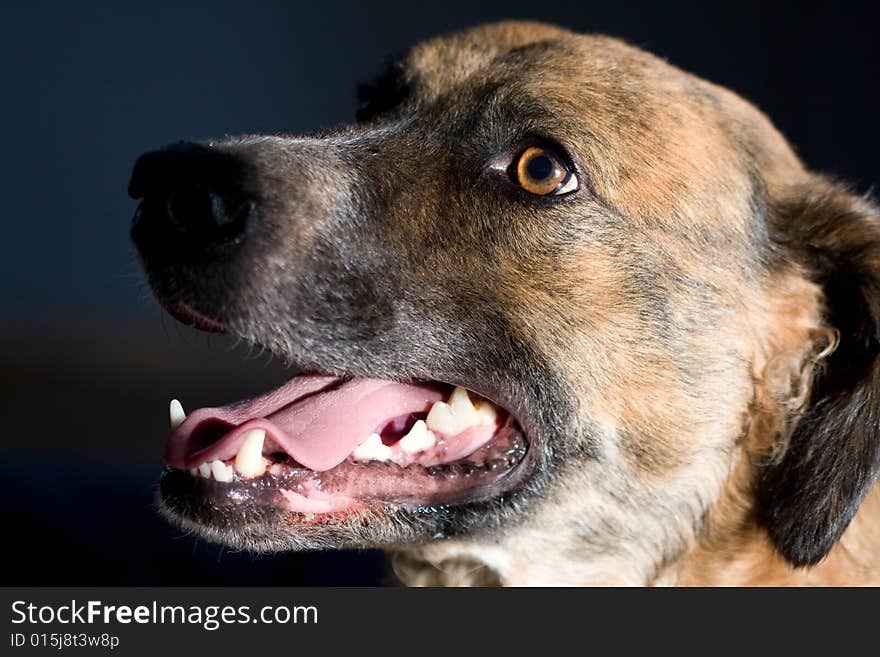 Close up portrait of dog with tongue out. Close up portrait of dog with tongue out