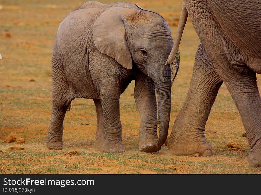 Elephant Calf