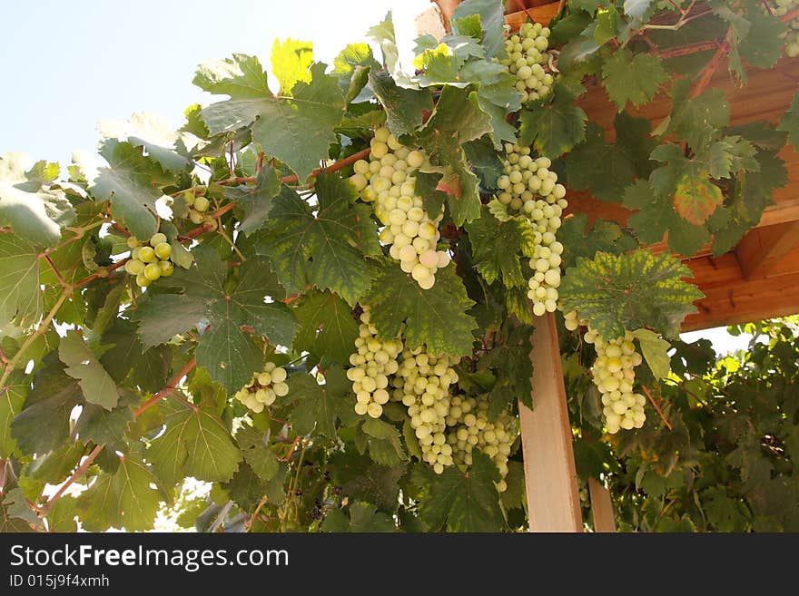 A large bunch of grapes on the island of Crete. Greece