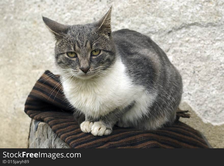 Kitten sitting in front of wall