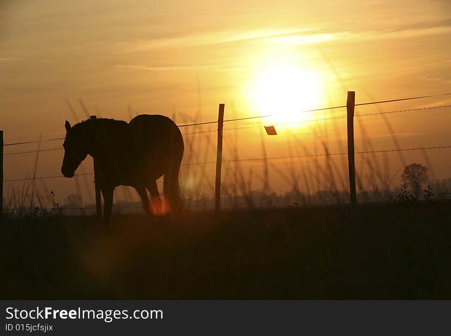 Wild horse of the sunset. Wild horse of the sunset