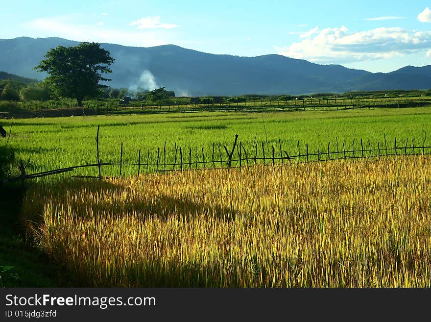 Yellow and green rice field with sky blue and mountain background.