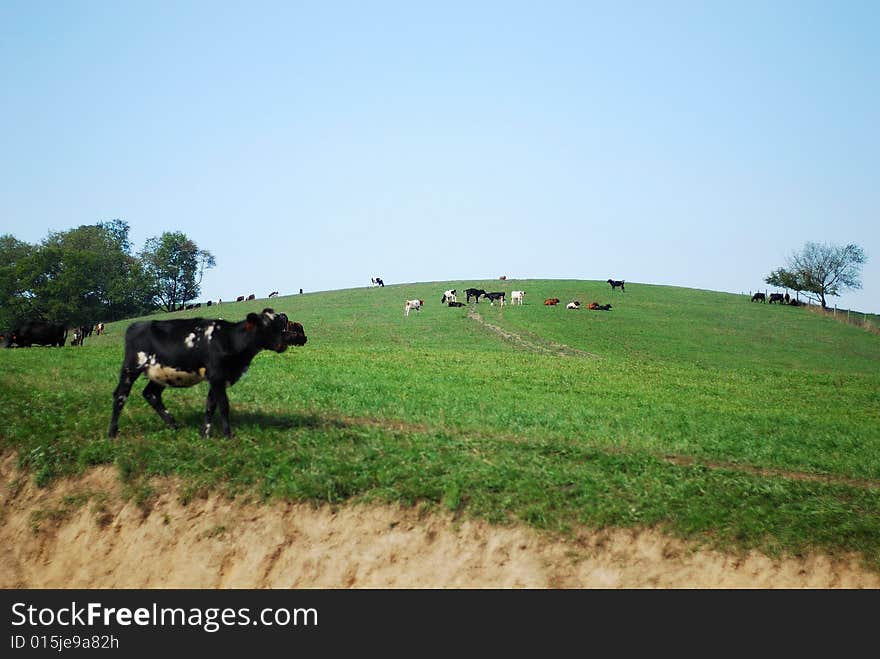 This is a shot of some cattle and the farm they live on.