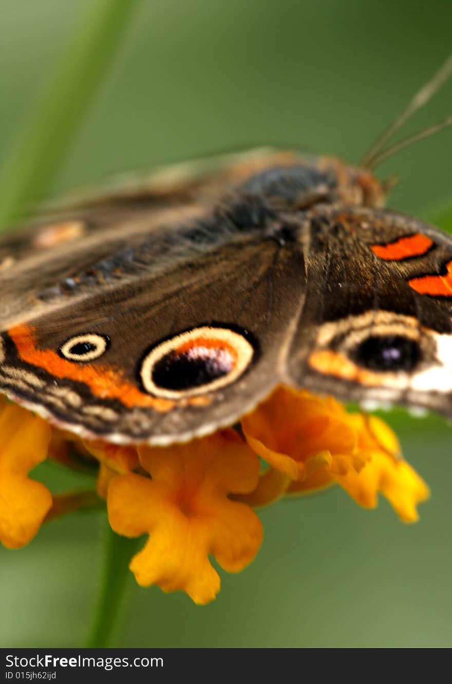 Buckeyte butterfly