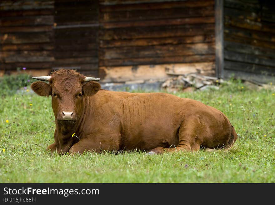 Young bull resting after a meal