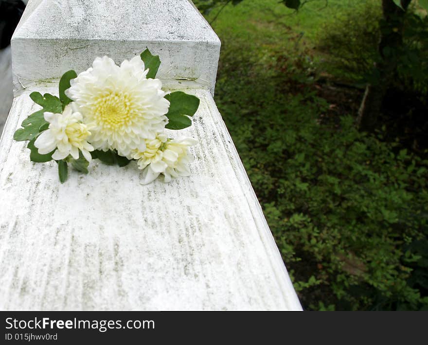 Chrysanthemum (C. x morifolium)