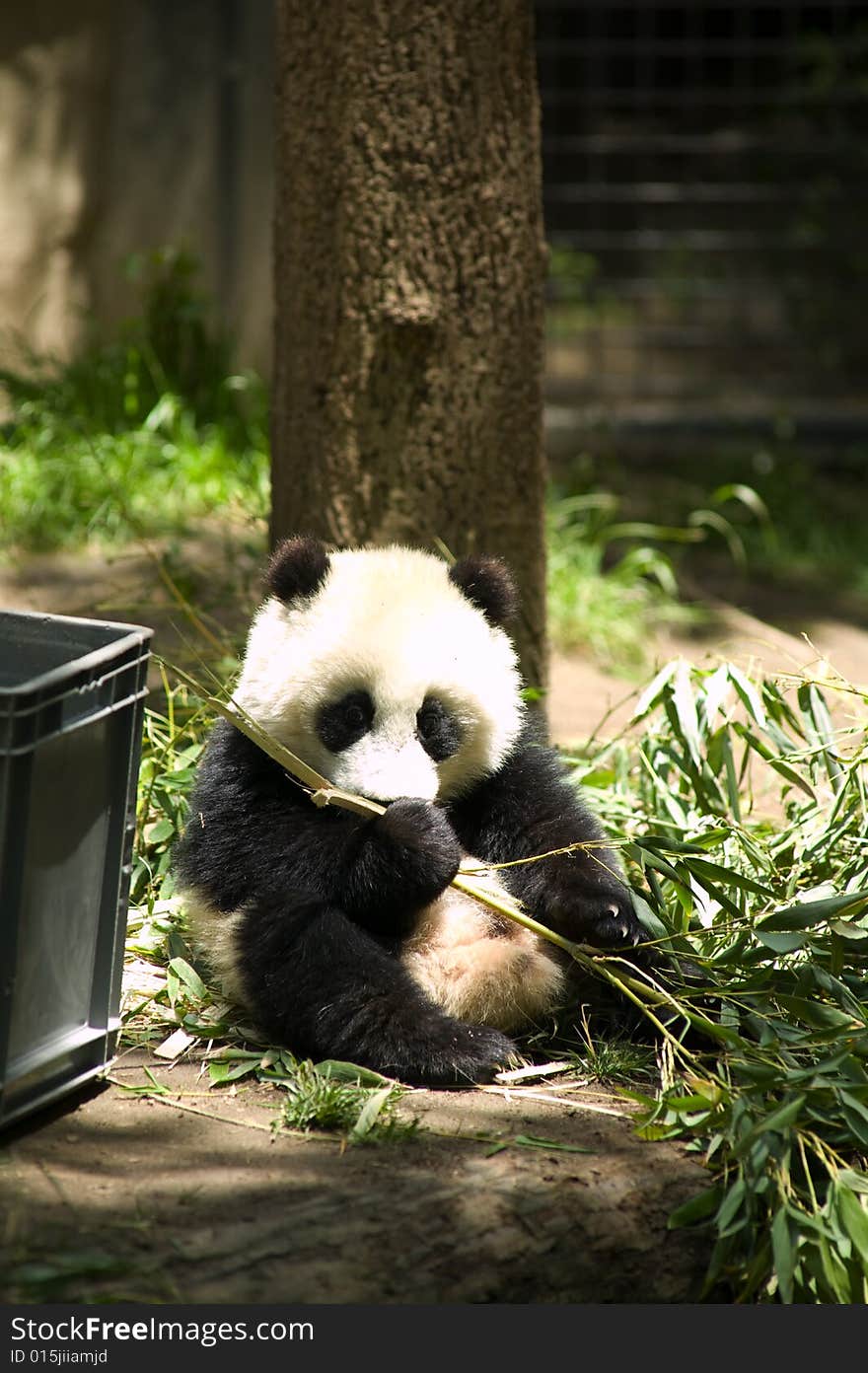 Baby Panda Bear Eating Bamboo