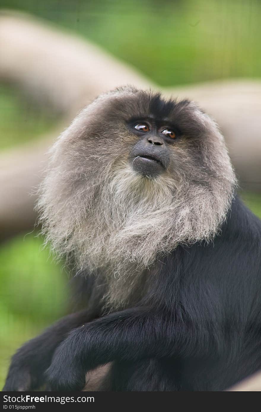 Close up of a Monkey looking around