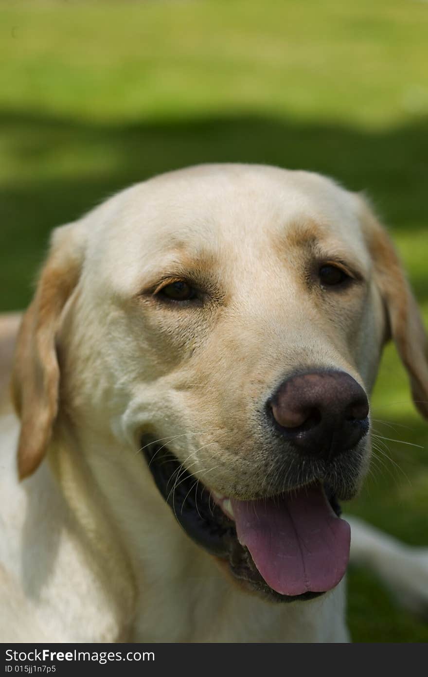 Face of Yellow Labrador Retriever Dog. Face of Yellow Labrador Retriever Dog