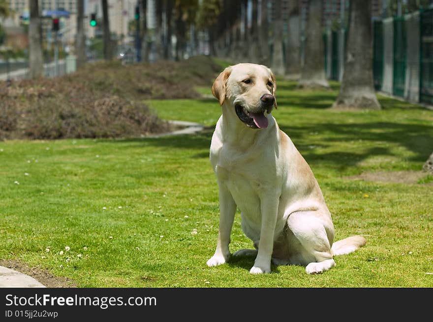 Face of Yellow Labrador Retriever Dog. Face of Yellow Labrador Retriever Dog