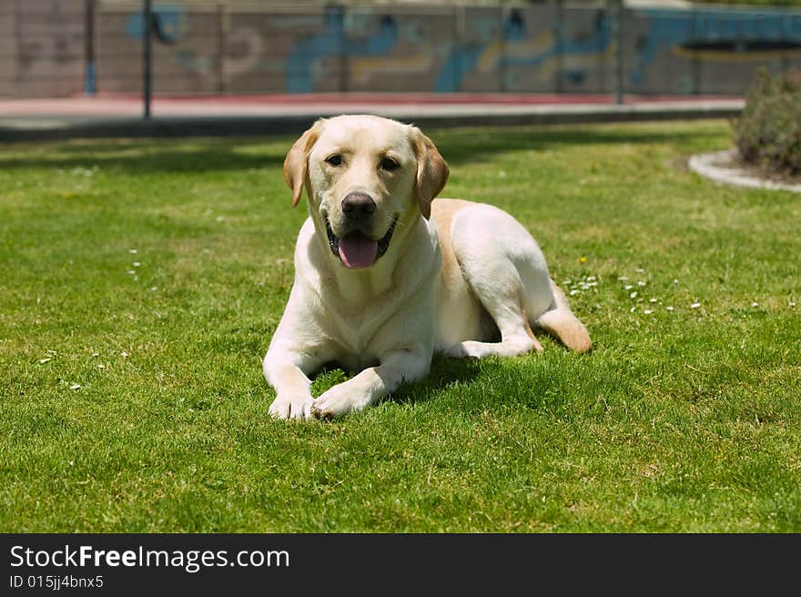 Labrador dog laying on the grass in a park. Labrador dog laying on the grass in a park