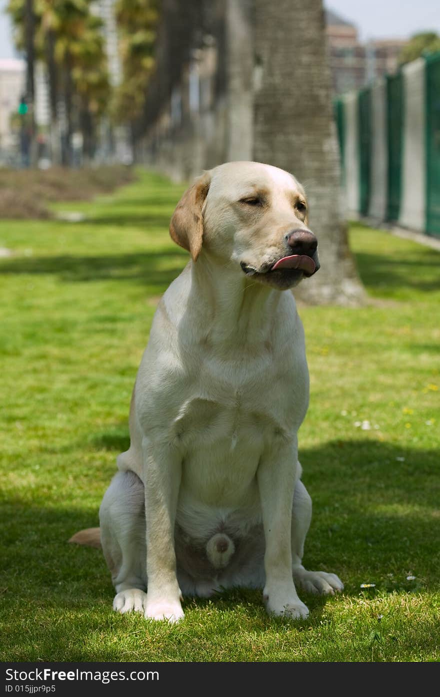 Face of Yellow Labrador Retriever Dog. Face of Yellow Labrador Retriever Dog