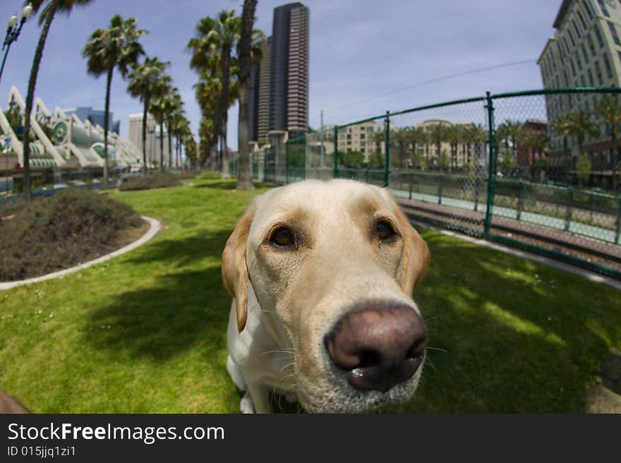 Curious Yellow Labrador in a urban environment photographed with a fish eye lens. Curious Yellow Labrador in a urban environment photographed with a fish eye lens