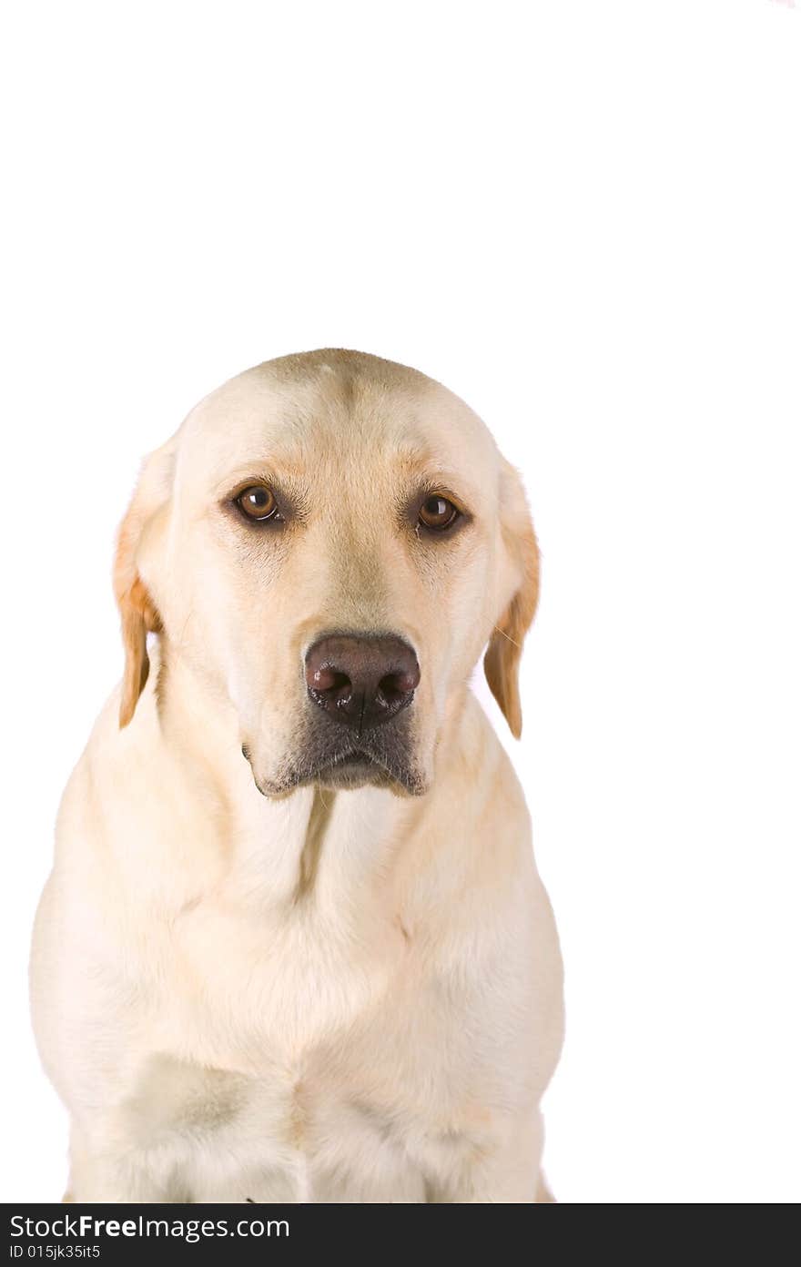 Labrador Retriever on a white background