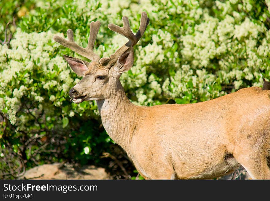 Mule Deer