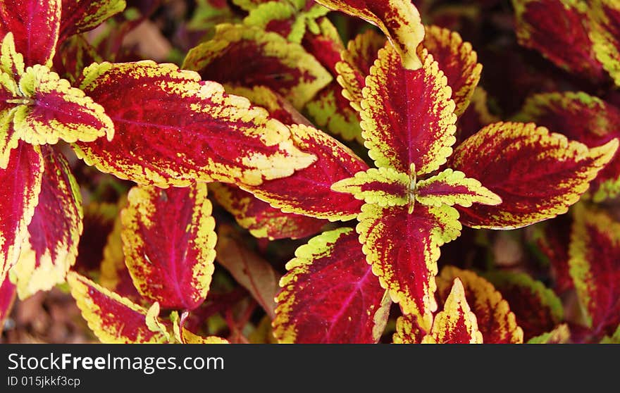 Cluster of colored leafs in nature