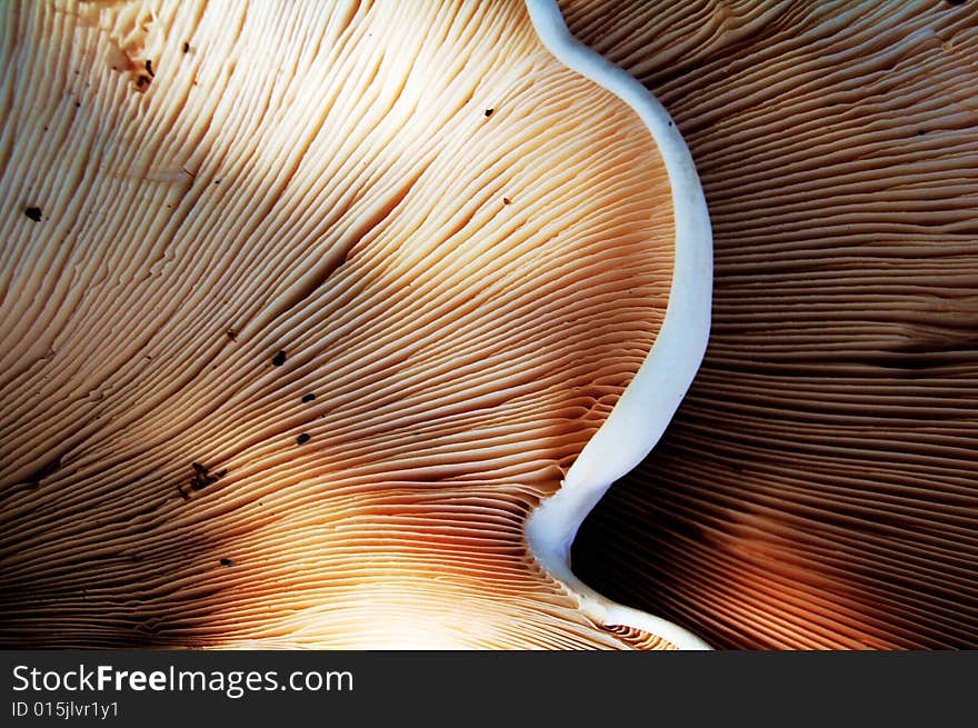 Bottom view of two big white mushrooms