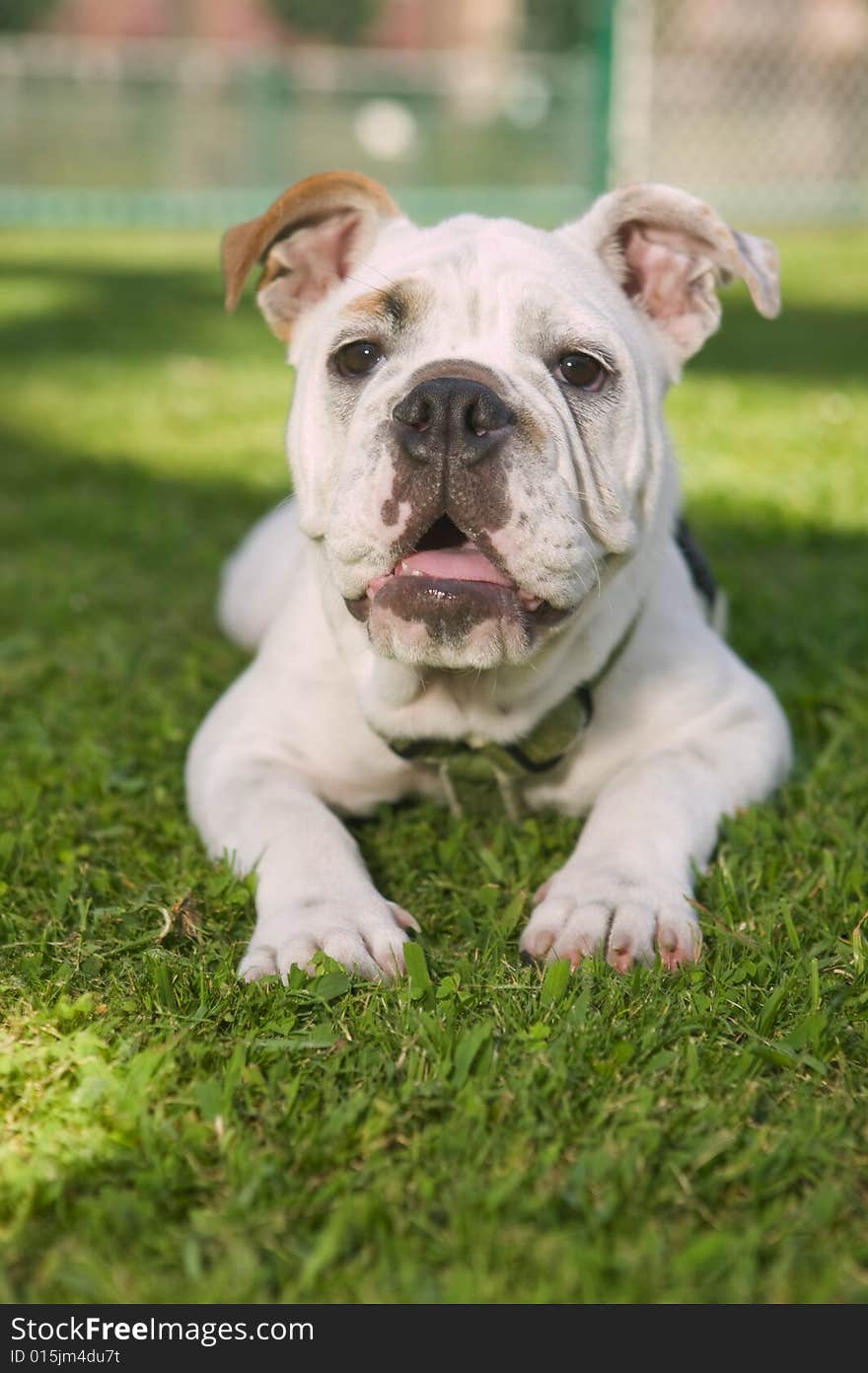 Happy Bulldog