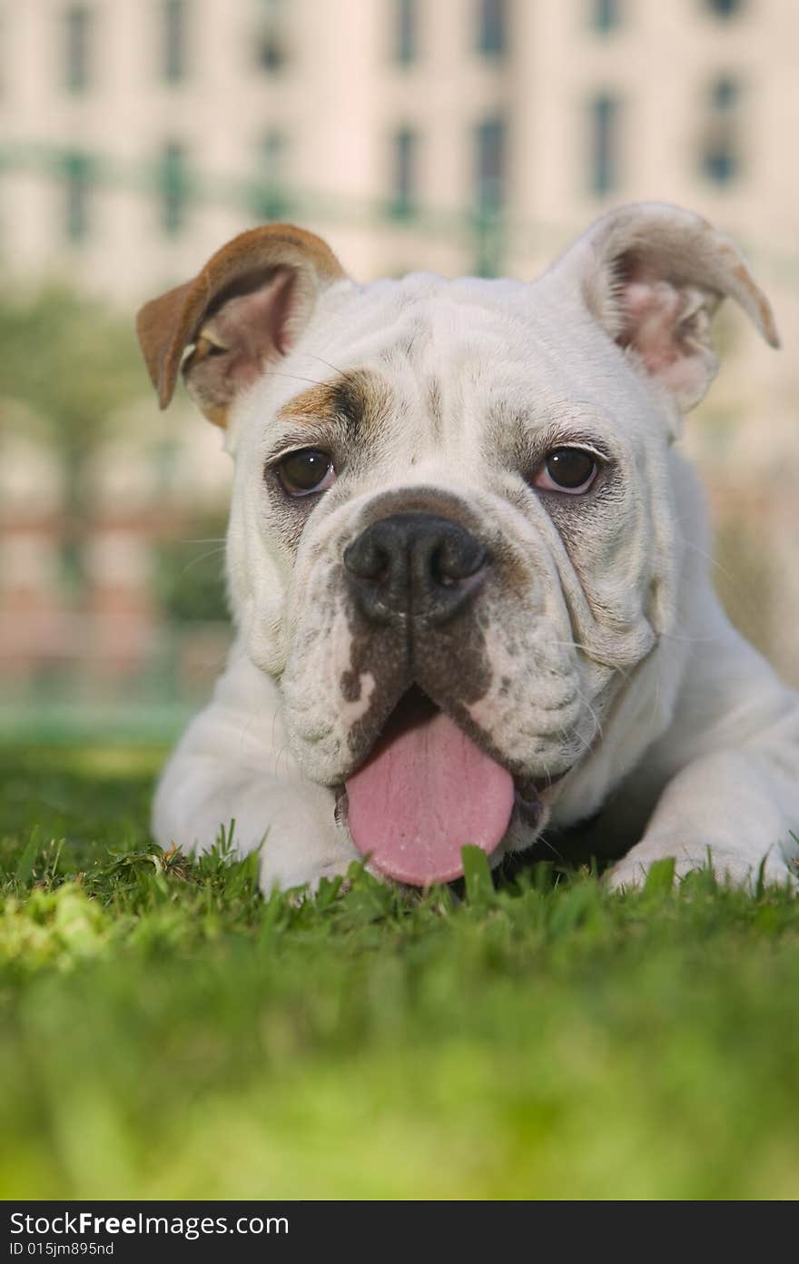 Happy Bulldog