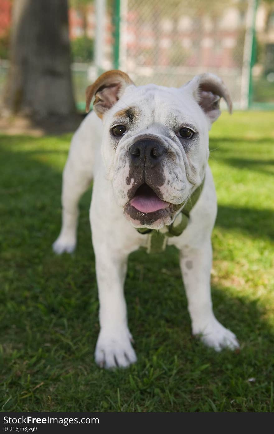 Happy Bulldog