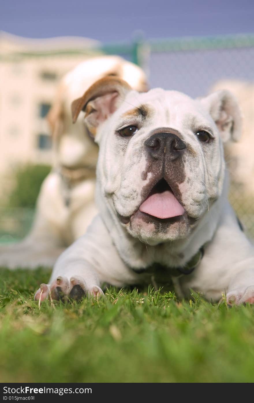 Happy Bulldog