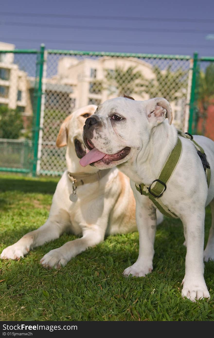 Happy Bulldog