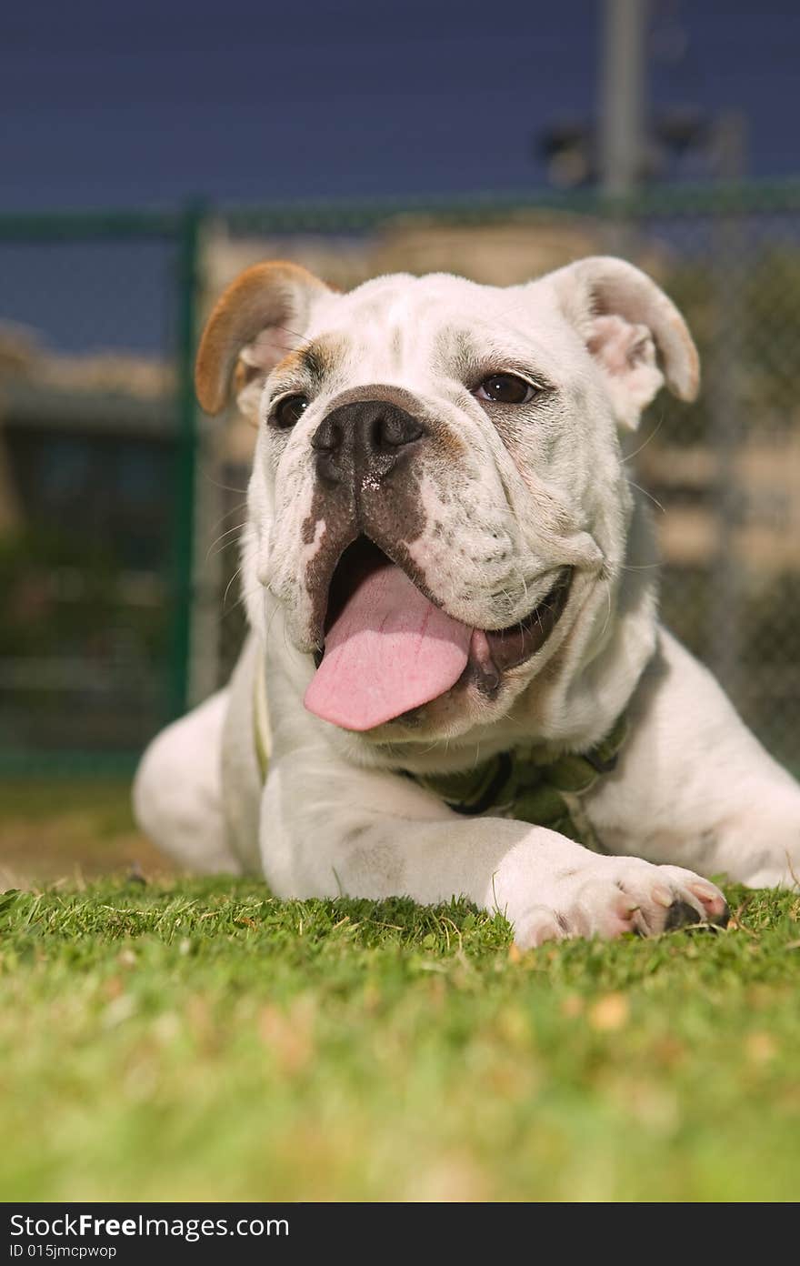 Happy Bulldog