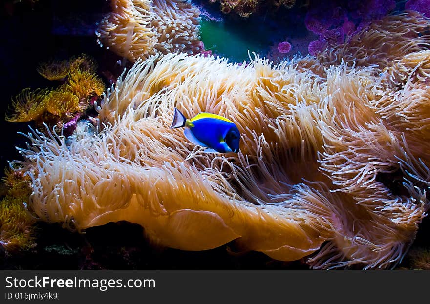 Photo of a fish and anemone. Photo of a fish and anemone