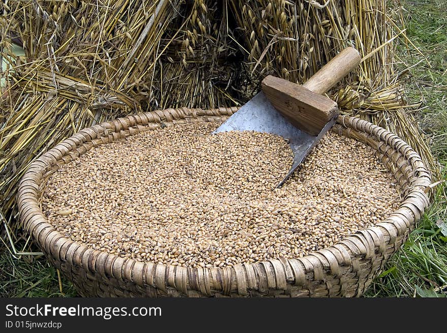 Rye grain in a handmade basket. Rye grain in a handmade basket