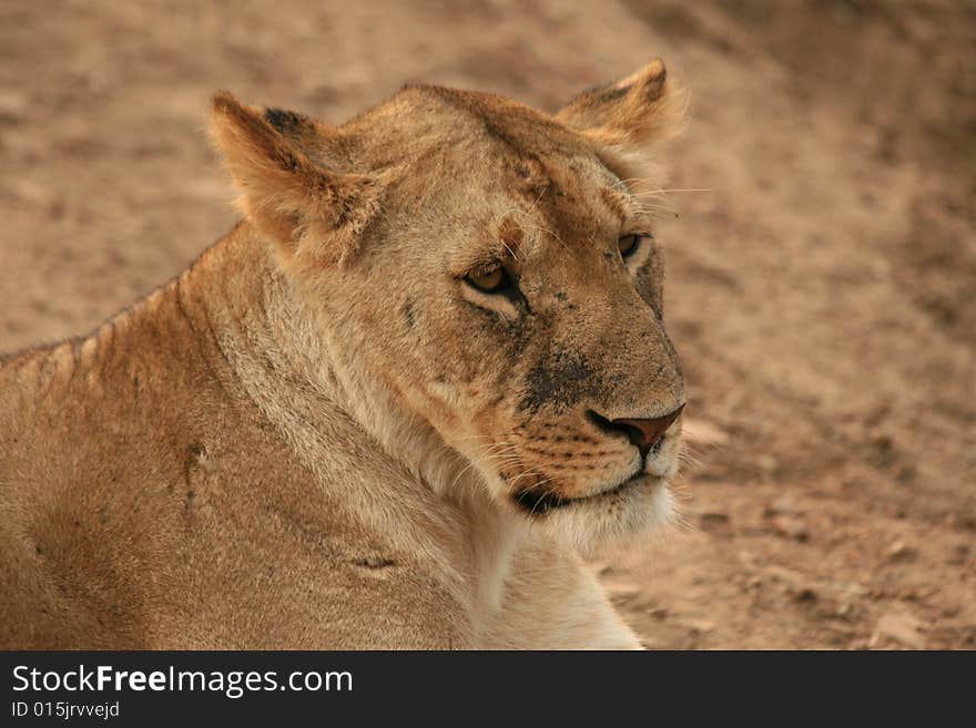 A photo of a lion taken in a kenyan safari. A photo of a lion taken in a kenyan safari