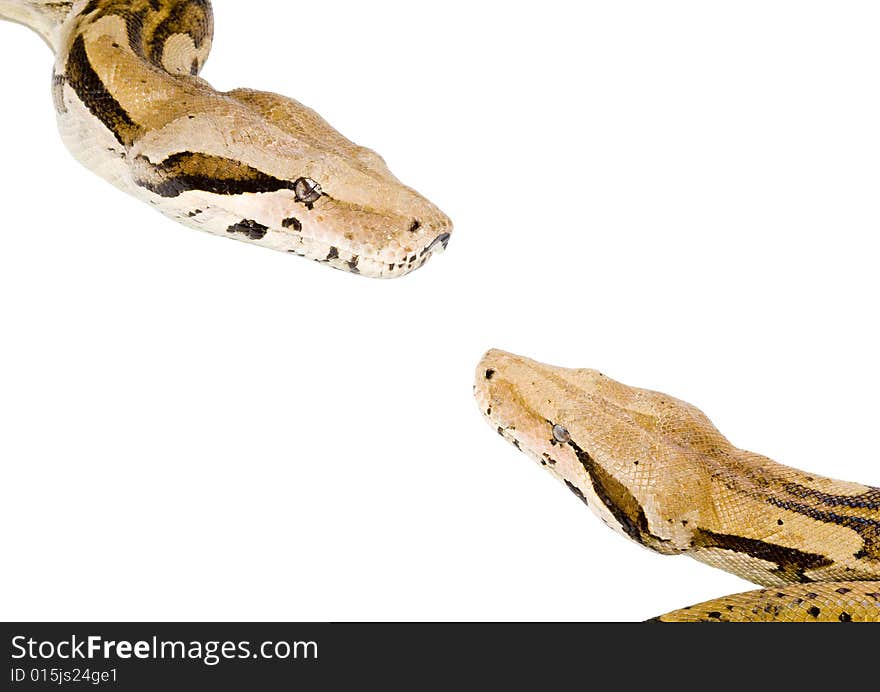 Two large snakes (Boa Constrictor) meeting each other. Two large snakes (Boa Constrictor) meeting each other