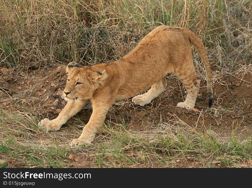 A photo of a lion taken in a kenyan safari