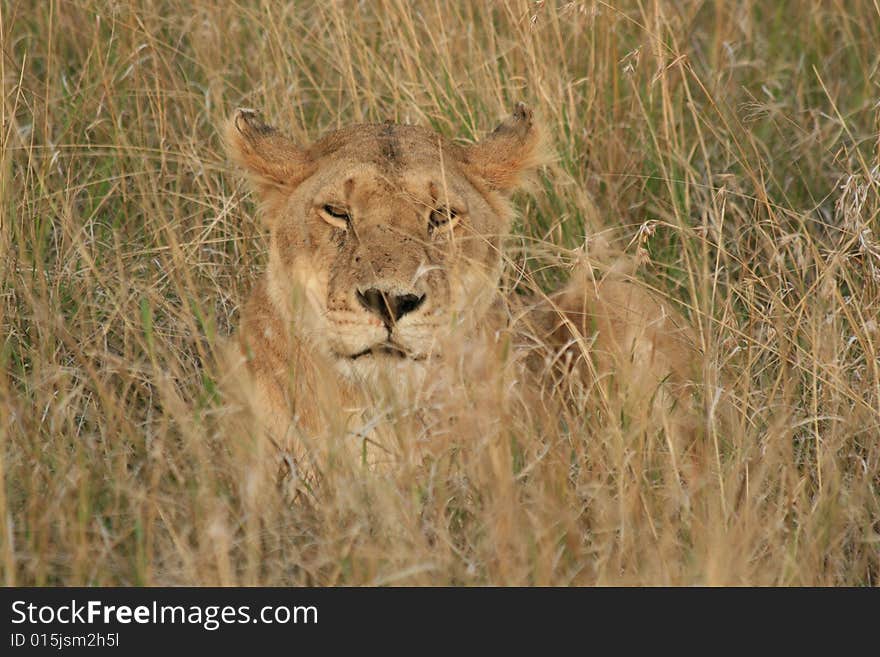 A photo of a lion taken in a kenyan safari