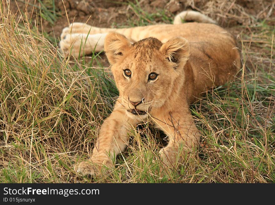 A photo of a lion taken in a kenyan safari