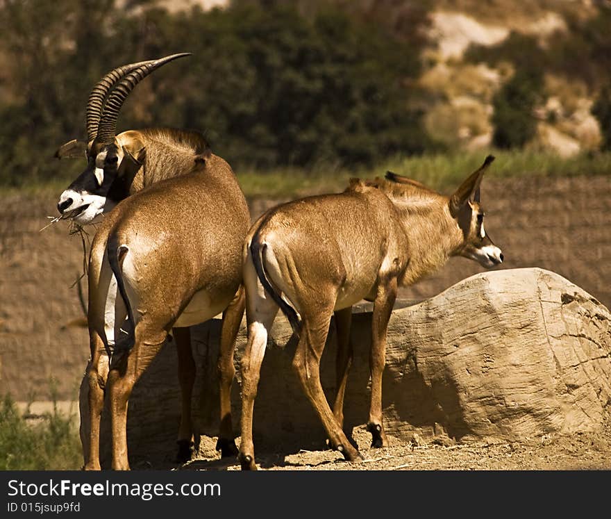 This is a picture of a male and female gemsbok at San Diego Wild Animal Park. This is a picture of a male and female gemsbok at San Diego Wild Animal Park.