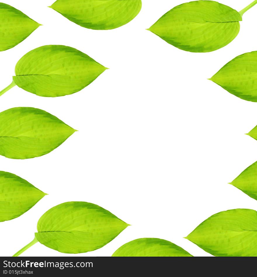 Hosta leaf abstract design, over white background.