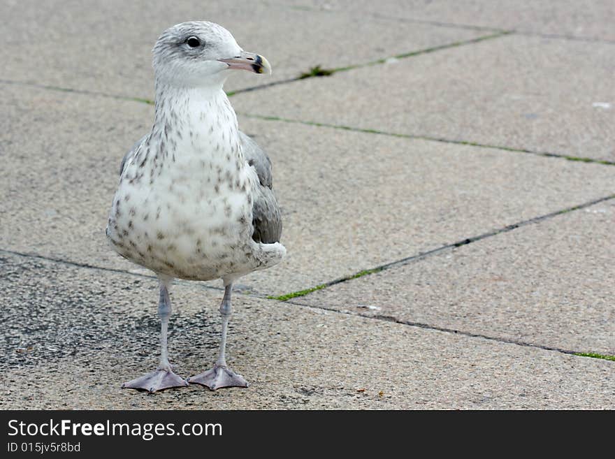 Close-up seagull bird on a road. Close-up seagull bird on a road