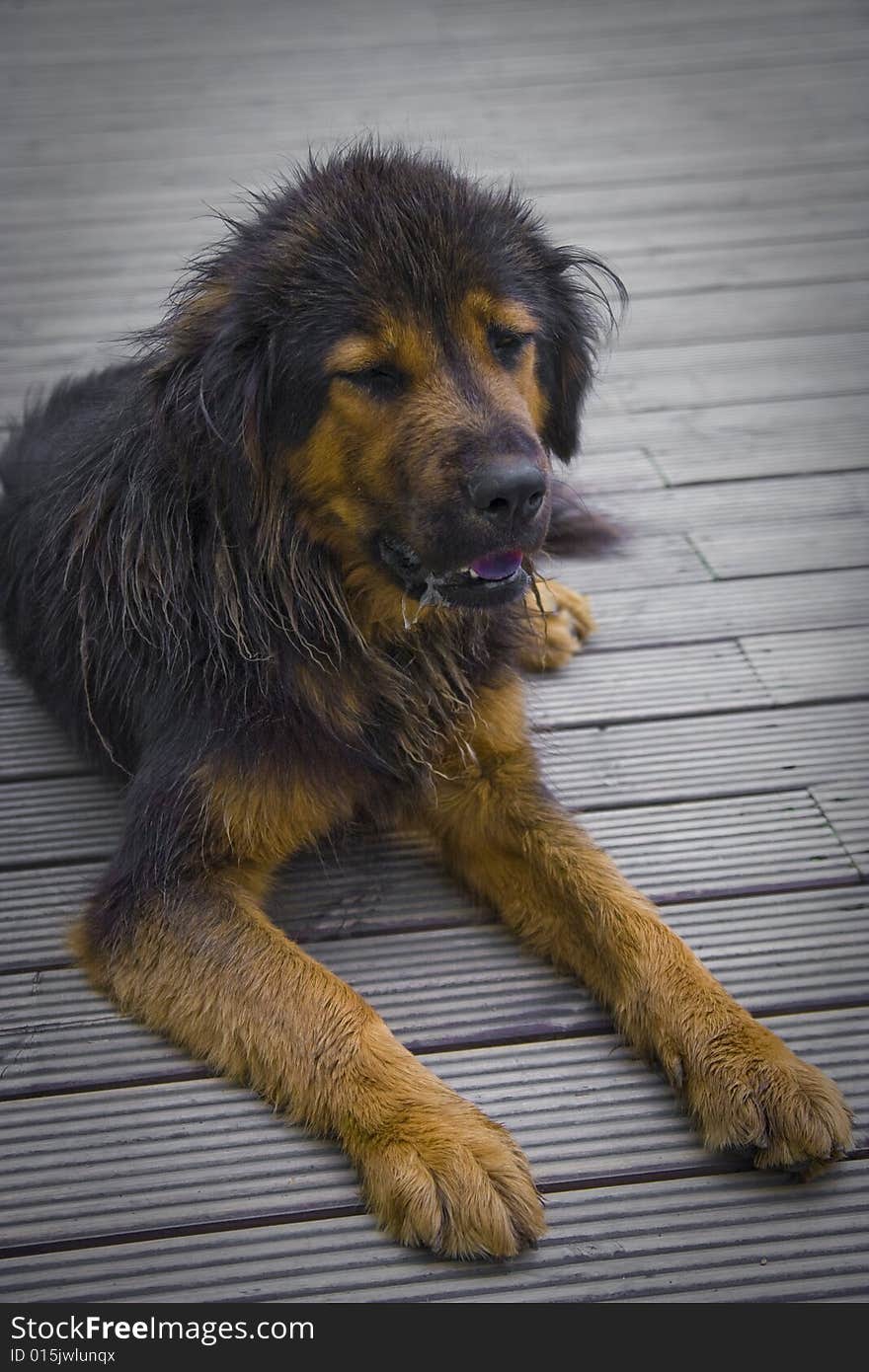 Tibetan Mastiff