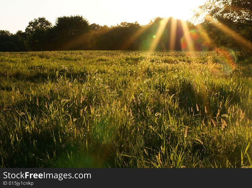 A grass field with bright sun flare. A grass field with bright sun flare