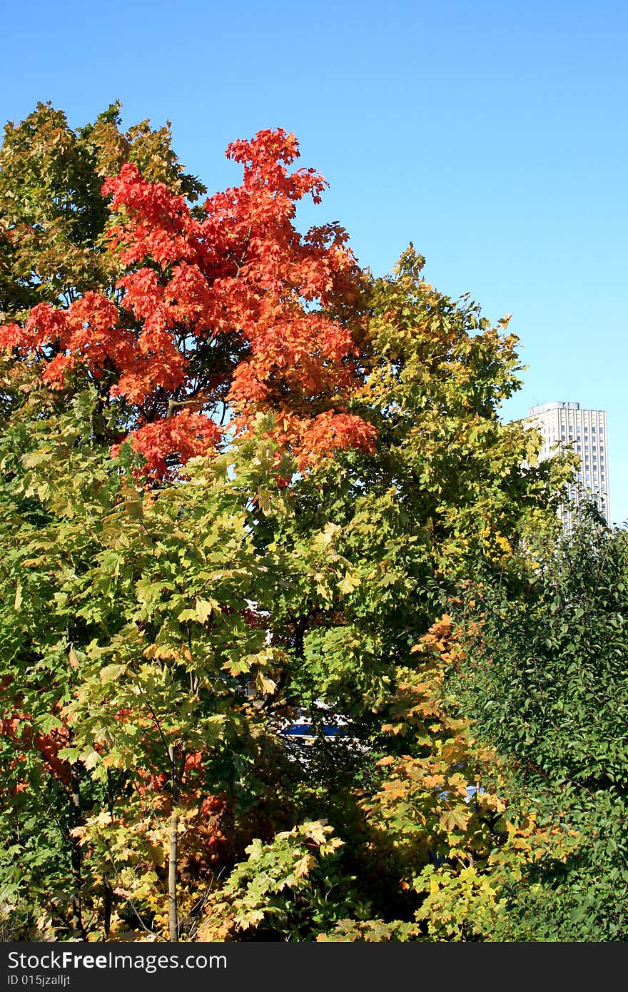 Autumn city landscape in a sun day